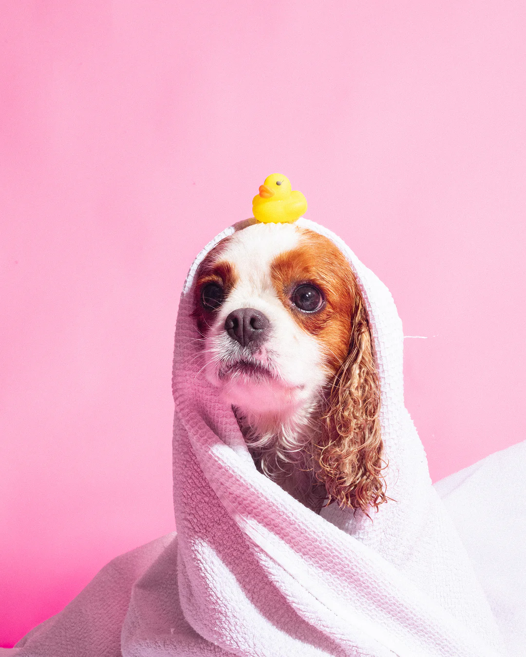 Shampoing Animaux x Bandit - Image 6